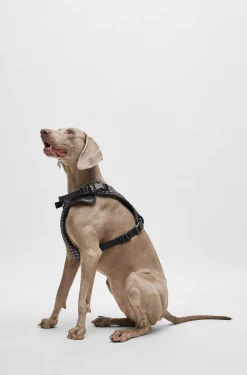 Dog mesh-lined harness with monogram pattern